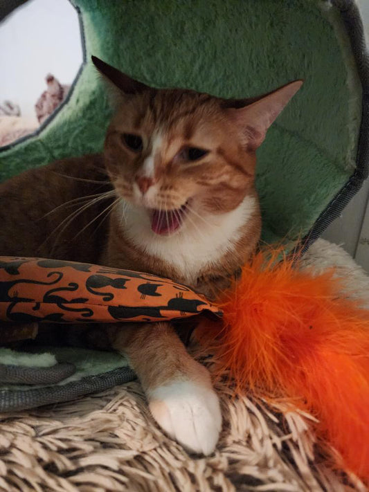 Crunch Crazy Feather 100 Proof Silvervine & Catnip Kicker - Assorted Prints