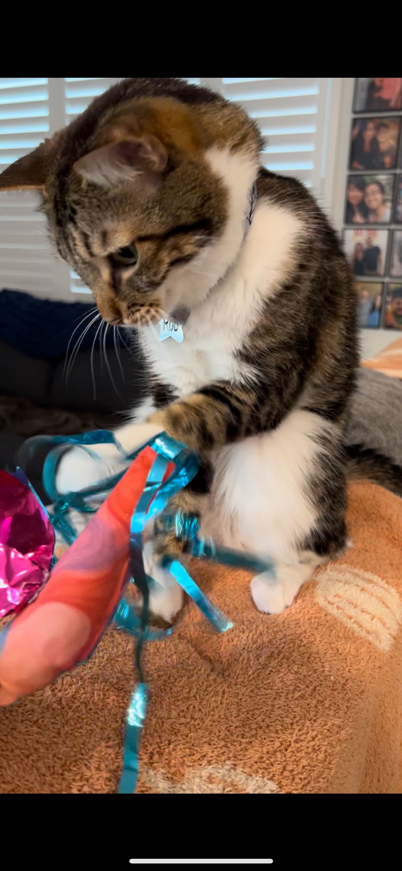 Crunch & Carry 100 Proof Silvervine & Catnip Dragonfly with Streamer Tail