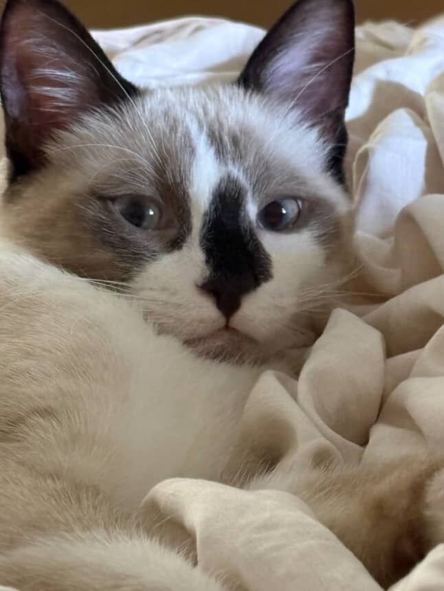 100 Proof Silvervine Stash In a Tin