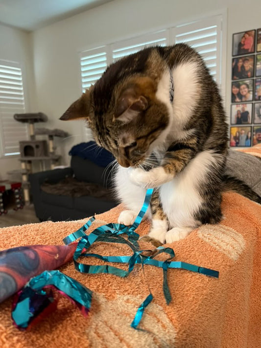 Crunch & Carry 100 Proof Silvervine & Catnip Dragonfly with Streamer Tail