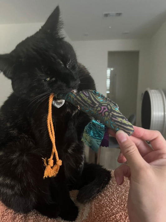 Crunch & Carry 100 Proof Silvervine & Catnip Dragonfly with String Tail