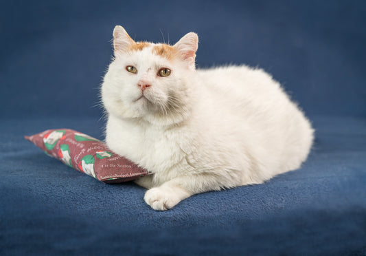 King GUS 'Holiday Santa' Catnip, Silvervine & Crunch Kicker - Deep Red