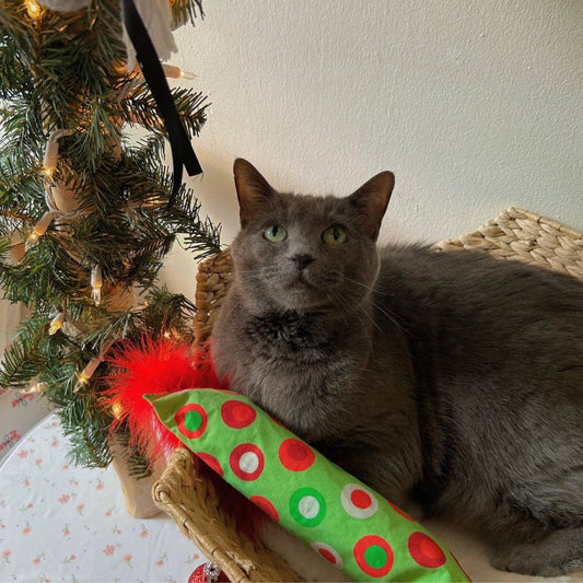 Holiday Crunch Crazy Silvervine & Catnip Feather Kickers