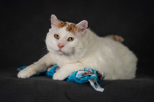 Lip Smacking G Catnip & Silvervine Kicker - Aqua