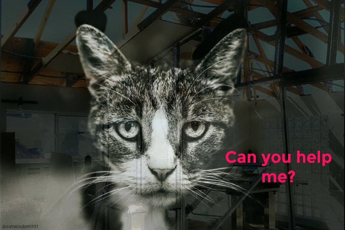 Please Help Rebuild #SpayBay in Panama City!