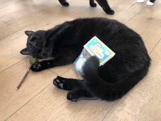 My Cats Are on Cloud Nine!!!