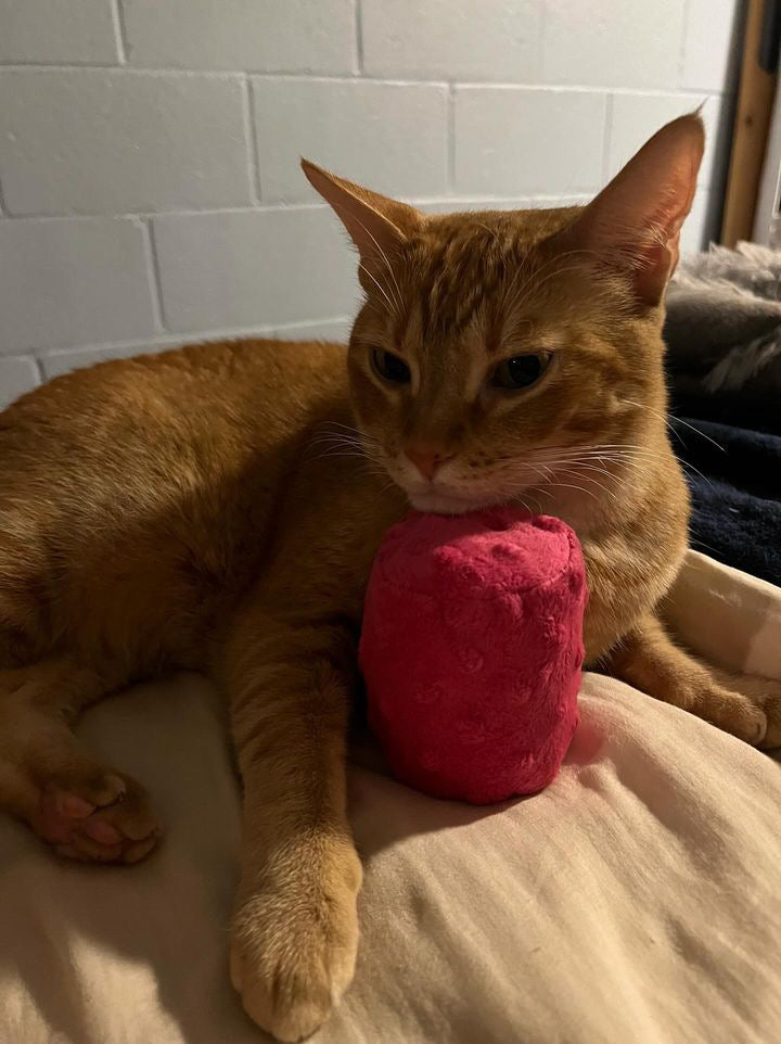 Crunch & Carry 100 Proof Silvervine & Catnip Cylinders