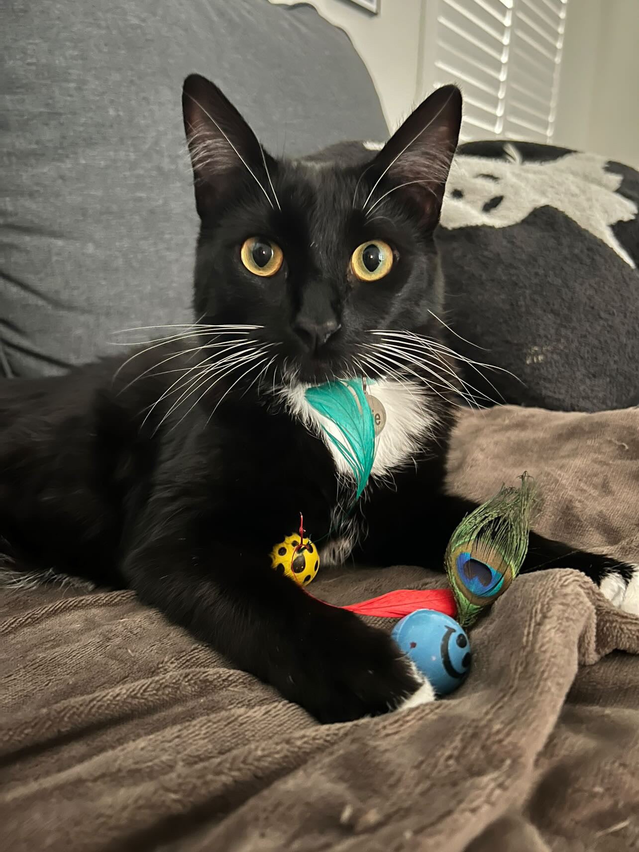 Bouncing Birdies Ultimate Bouncing Feather Toys