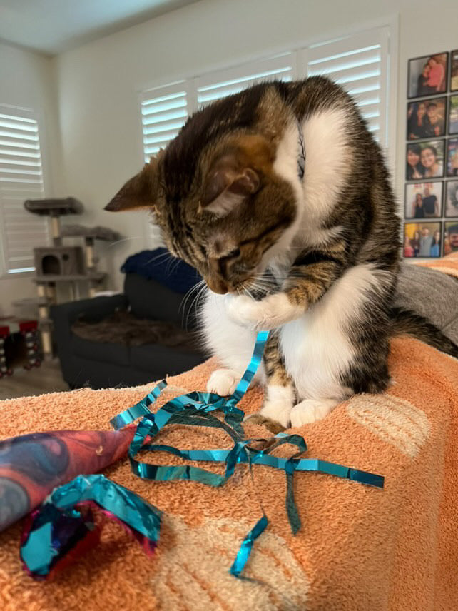 Crunch & Carry 100 Proof Silvervine & Catnip Dragonfly with Streamer Tail