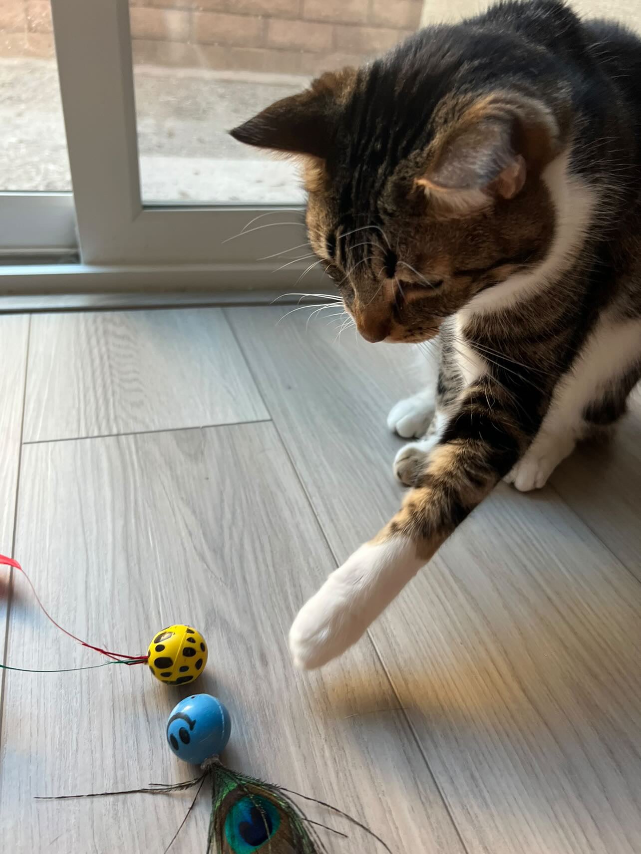 Bouncing Birdies Ultimate Bouncing Feather Toys
