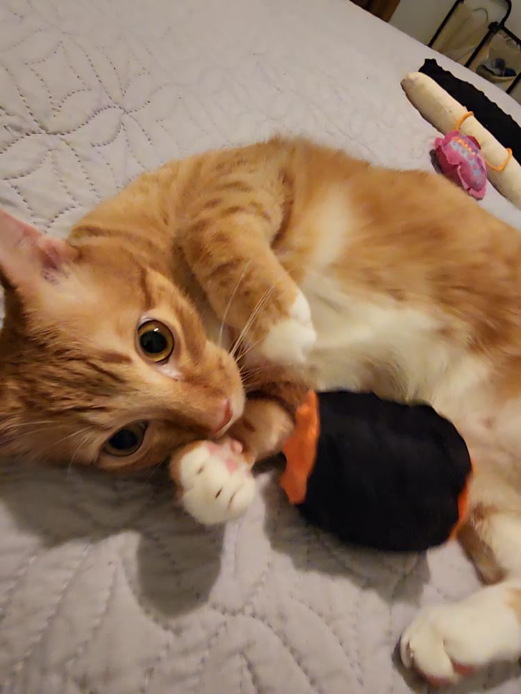 Crunch & Carry 100 Proof Silvervine & Catnip Cylinders