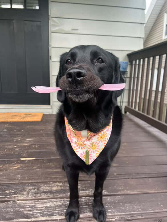 Mix & Serve Dual Ended Forks