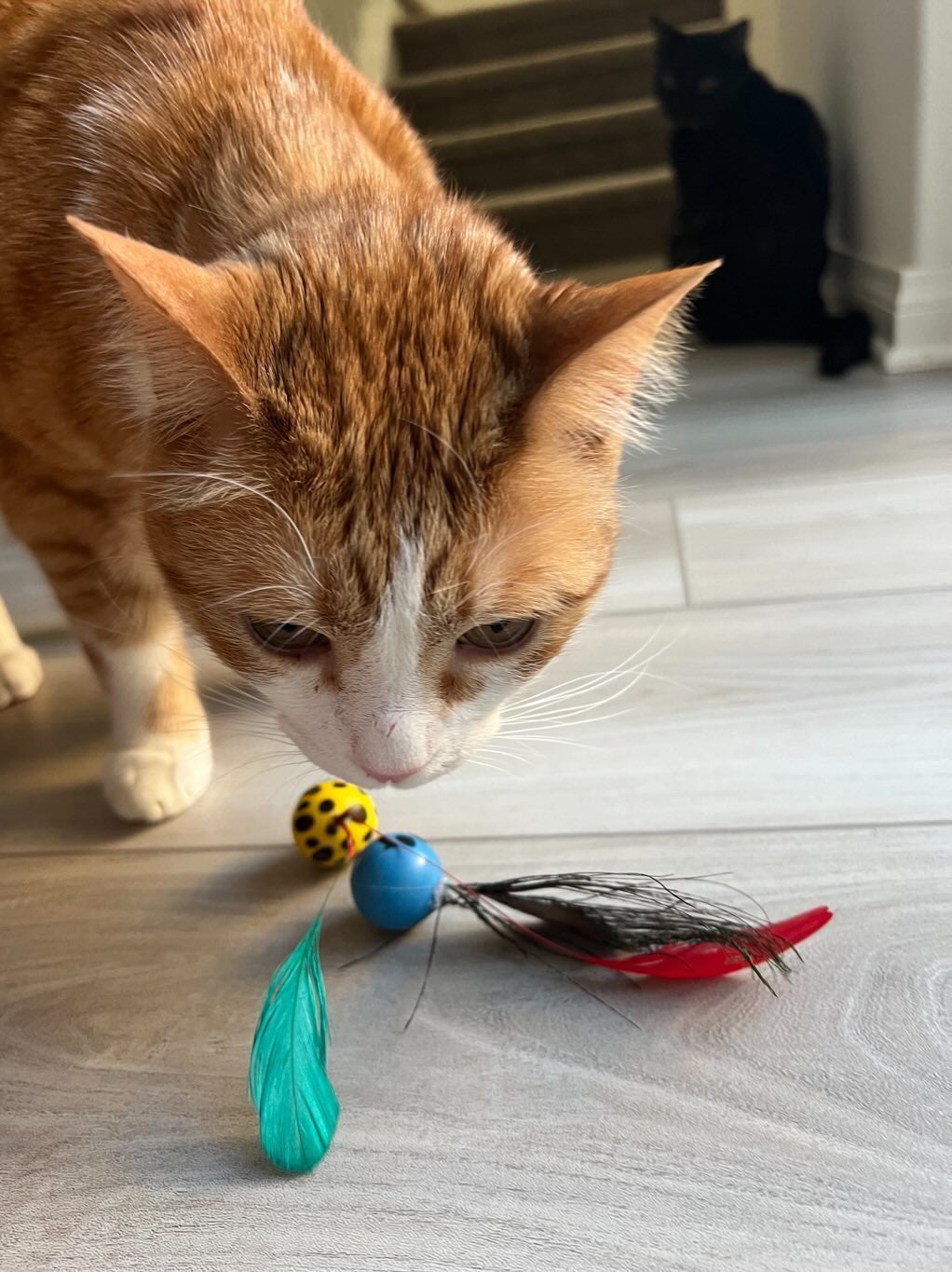 Bouncing Birdies Ultimate Bouncing Feather Toys