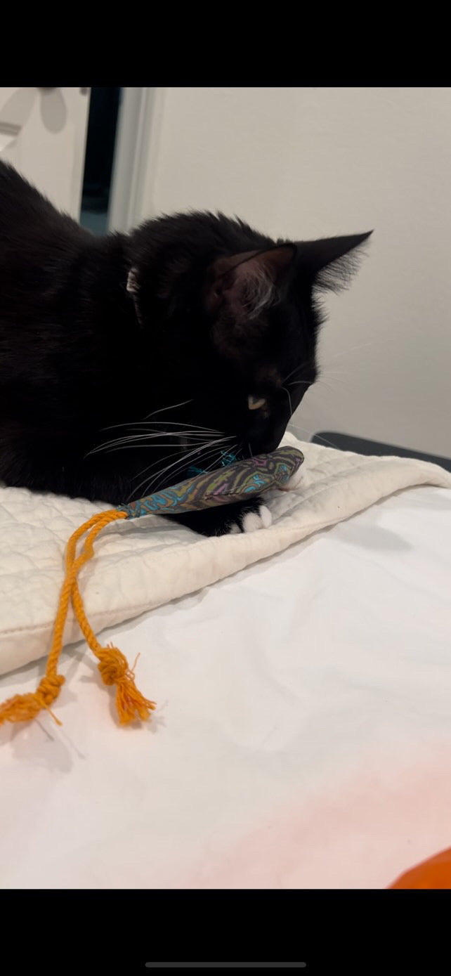 Crunch & Carry 100 Proof Silvervine & Catnip Dragonfly with String Tail