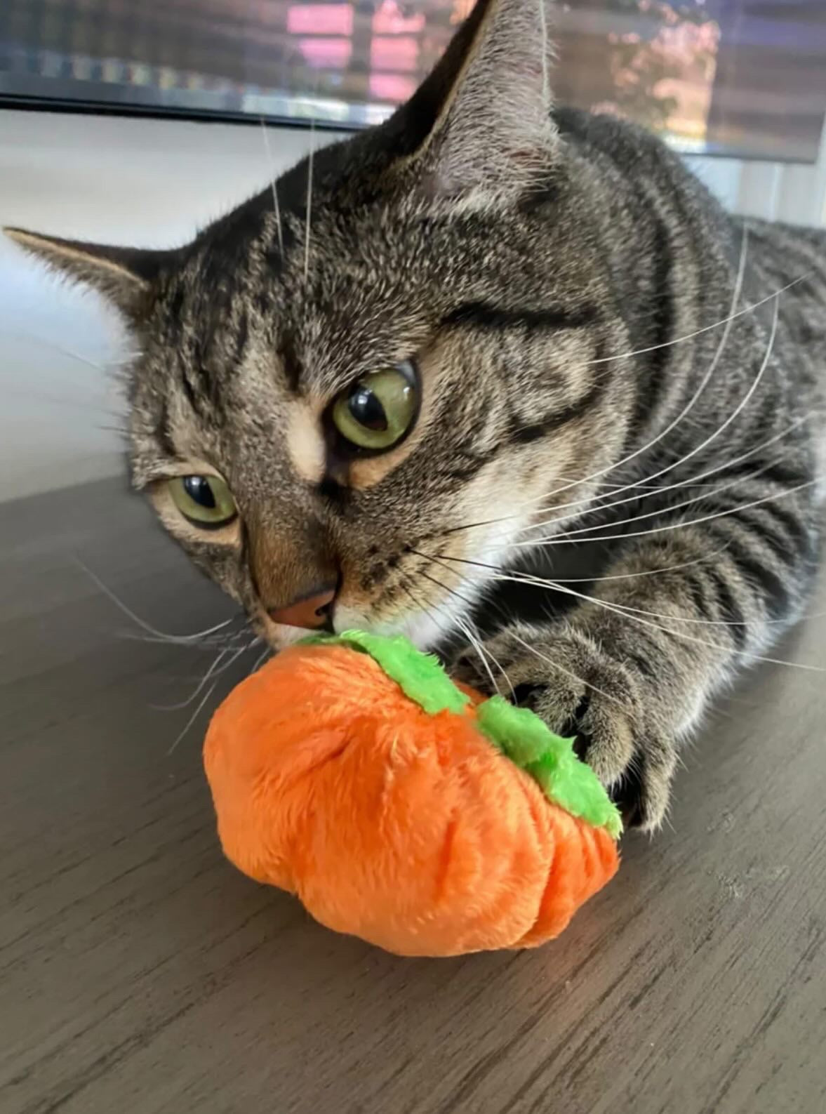 NEW! Meowloween Pumpkin Patch (Coming Soon)