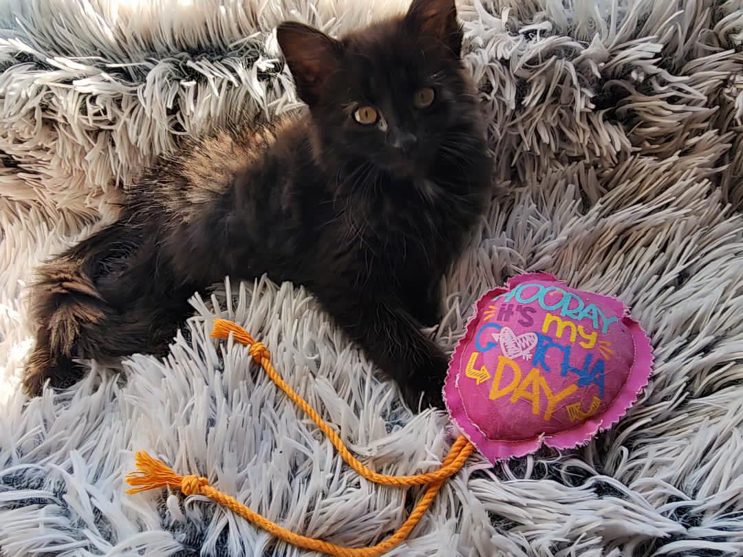 Crunch & Carry 100 Proof Silvervine & Catnip Gotcha Day Balloons with Strings