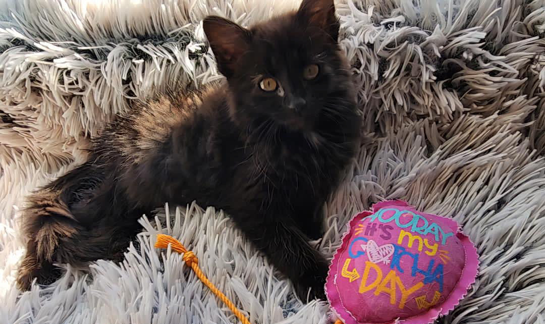 Crunch & Carry 100 Proof Silvervine & Catnip Gotcha Day Balloons with Streamers