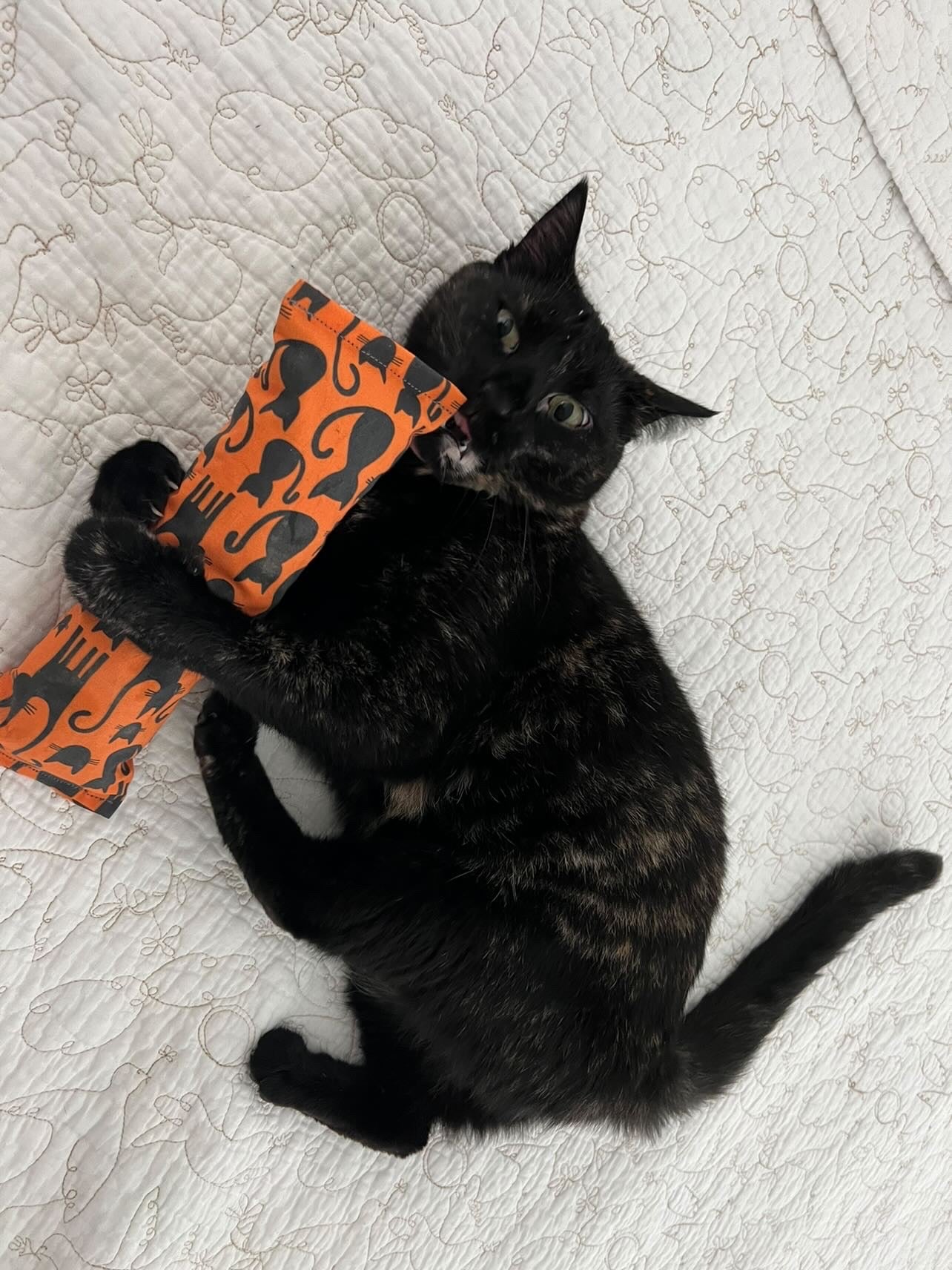 Crunch Crazy 100 Proof Silvervine & Catnip Kicker - Assorted Prints