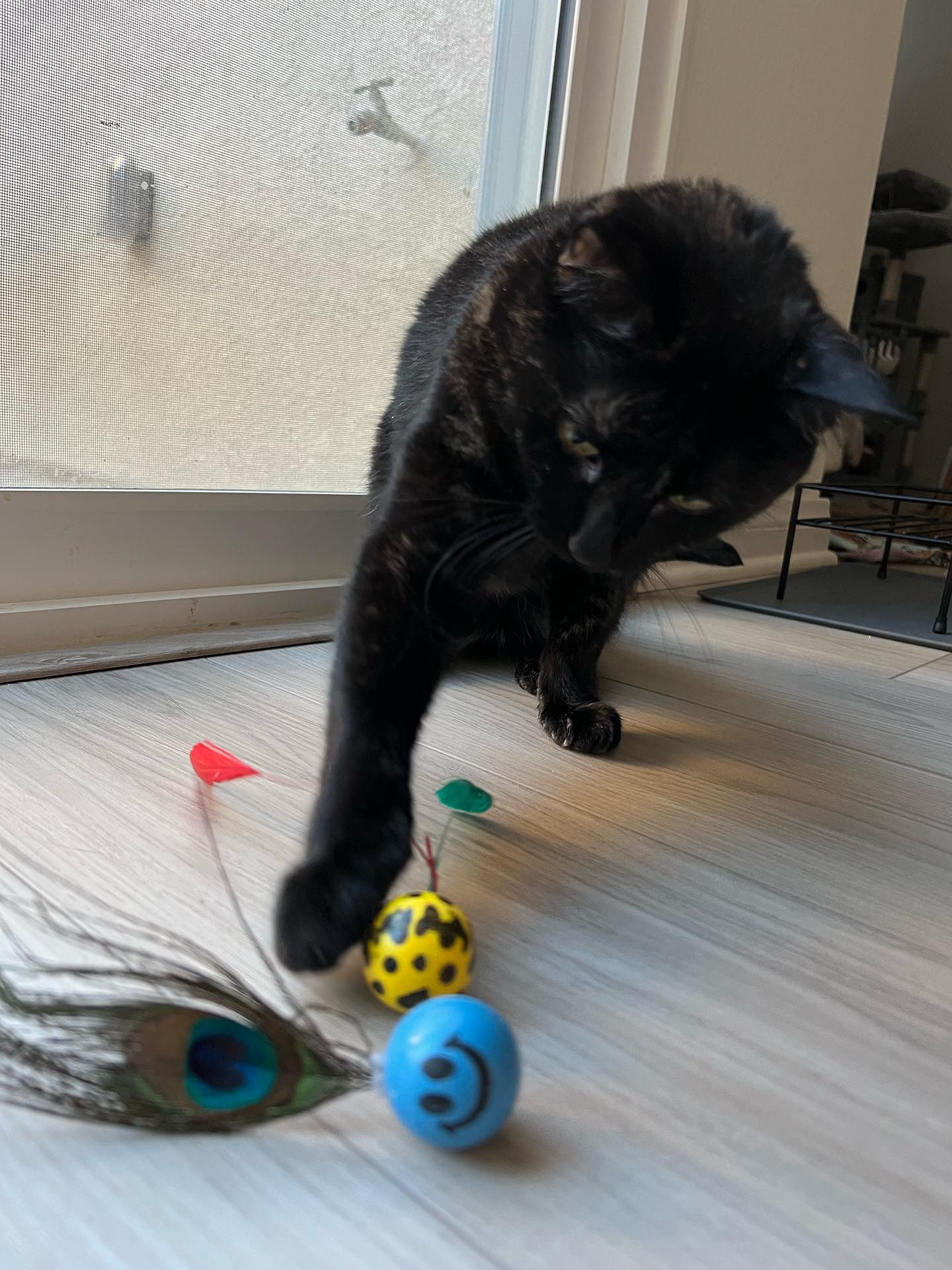 Bouncing Birdies Ultimate Bouncing Feather Toys