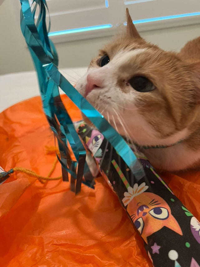 Crunch & Carry 100 Proof Silvervine & Catnip Dragonfly with Streamer Tail