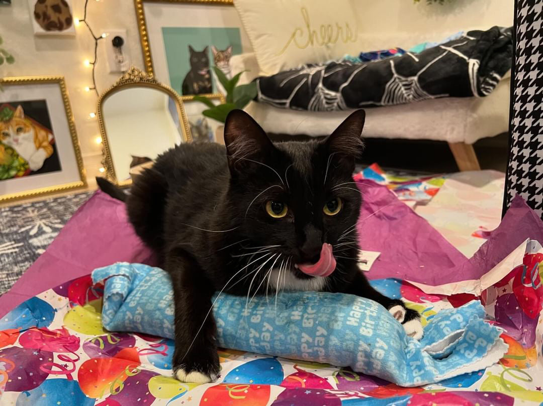 Birthday & Gotcha Day XL Kickers