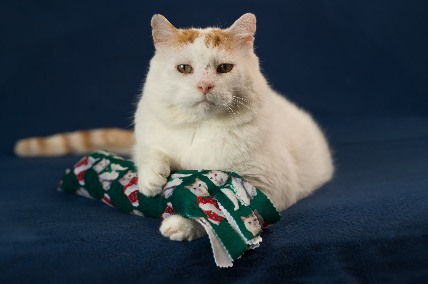 Holiday GUS in Vests Catnip & Silvervine Kicker Pillow - Green