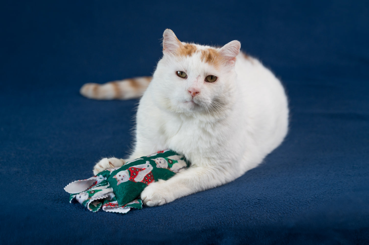 Holiday GUS in Vests Catnip & Silvervine Kicker Pillow - Green