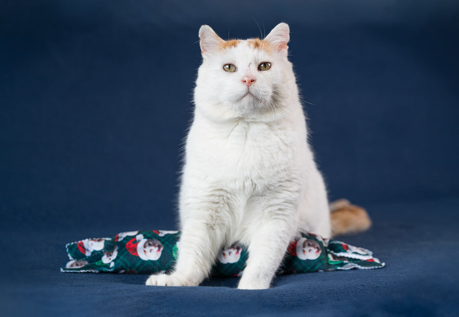 Holiday Plaid Sweet GUS Catnip & Silvervine Kicker Pillow - Plaid