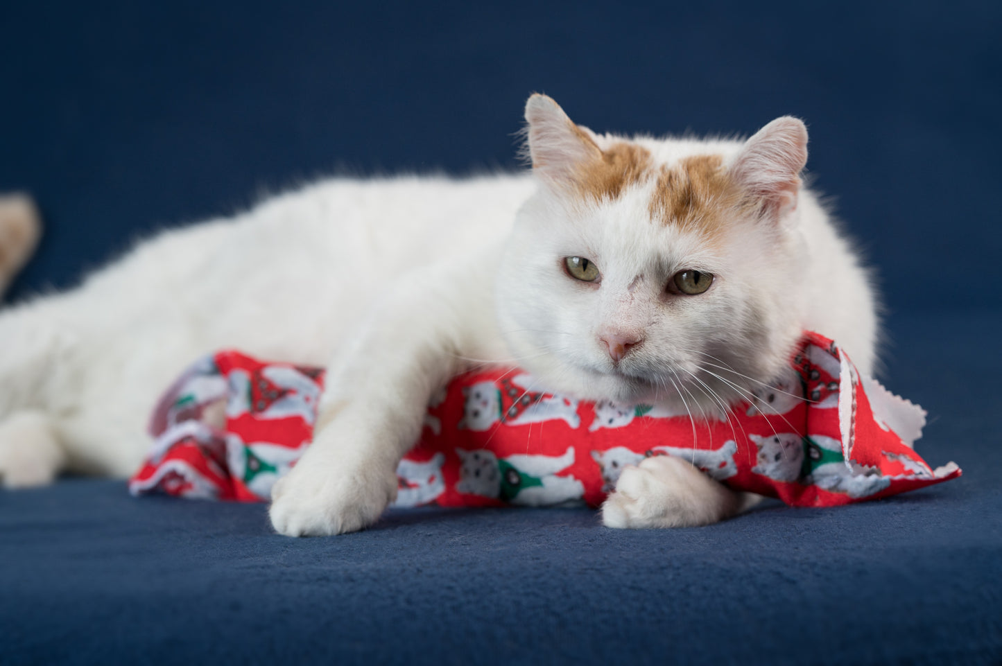 Holiday GUS in Vests Catnip & Silvervine Kicker Pillow - Red