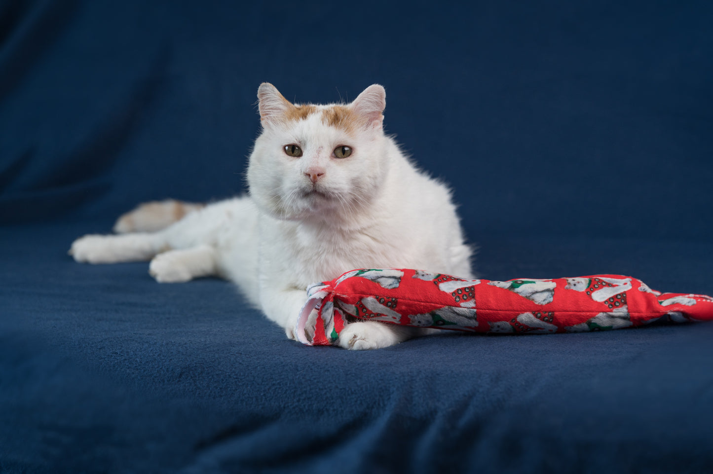 Holiday GUS in Vests Catnip & Silvervine Kicker Pillow - Red