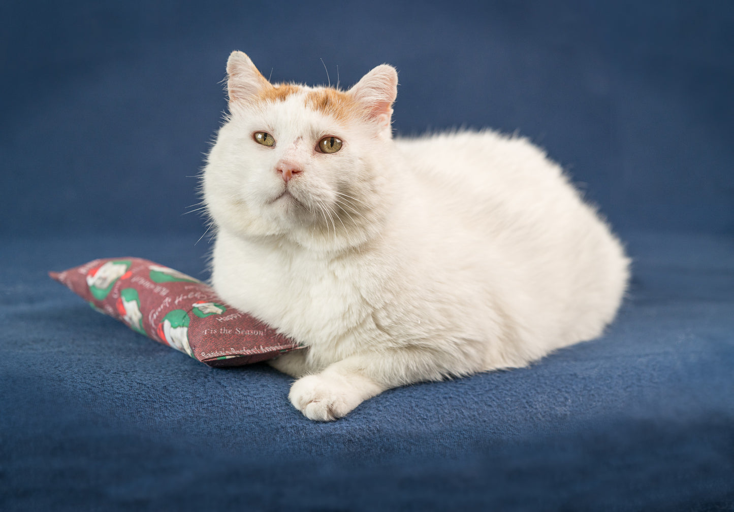 King GUS 'Holiday Santa' Catnip, Silvervine & Crunch Kicker - Deep Red