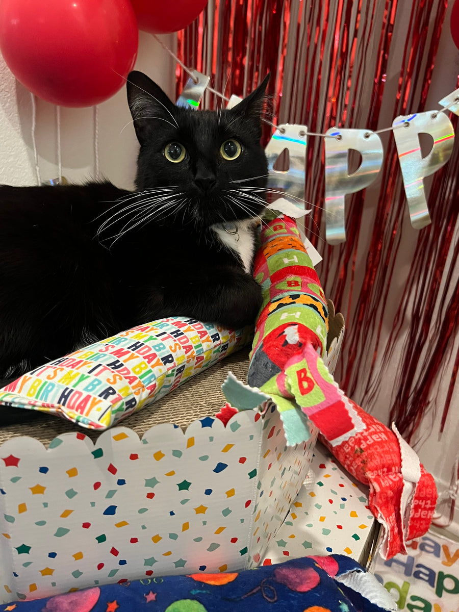 Yay It's My Birthday! 100 Proof Silvervine & Catnip XL Kicker