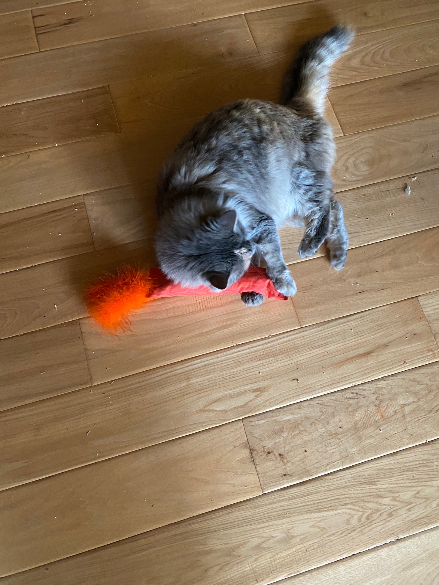 Crunch Crazy Feather 100 Proof Silvervine & Catnip  Kicker - Assorted Prints