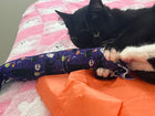 NEW! Black Cats LOVE Halloween 100 Proof Silvervine & Catnip XL Kicker