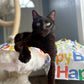 MeowDays 100 Proof Silvervine & Organic Catnip Infused Happy Birthday Crinkle Sheets
