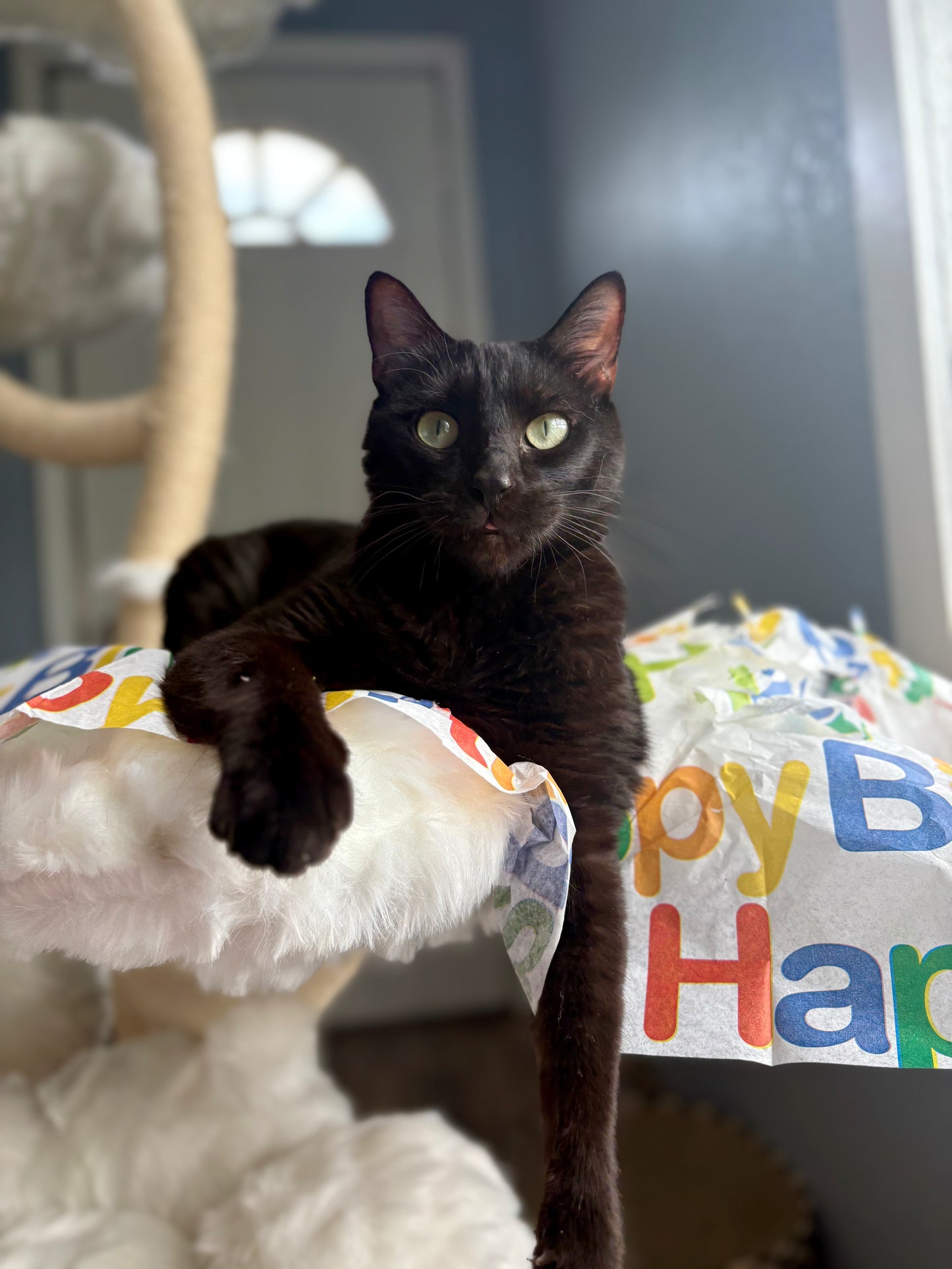 MeowDays 100 Proof Silvervine & Organic Catnip Infused Happy Birthday Crinkle Sheets