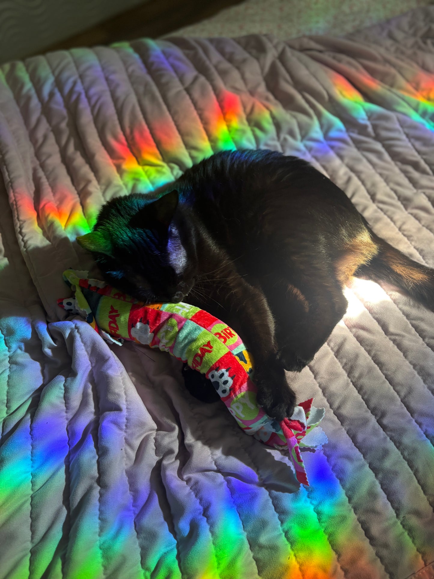 Birthday & Gotcha Day XL Kickers