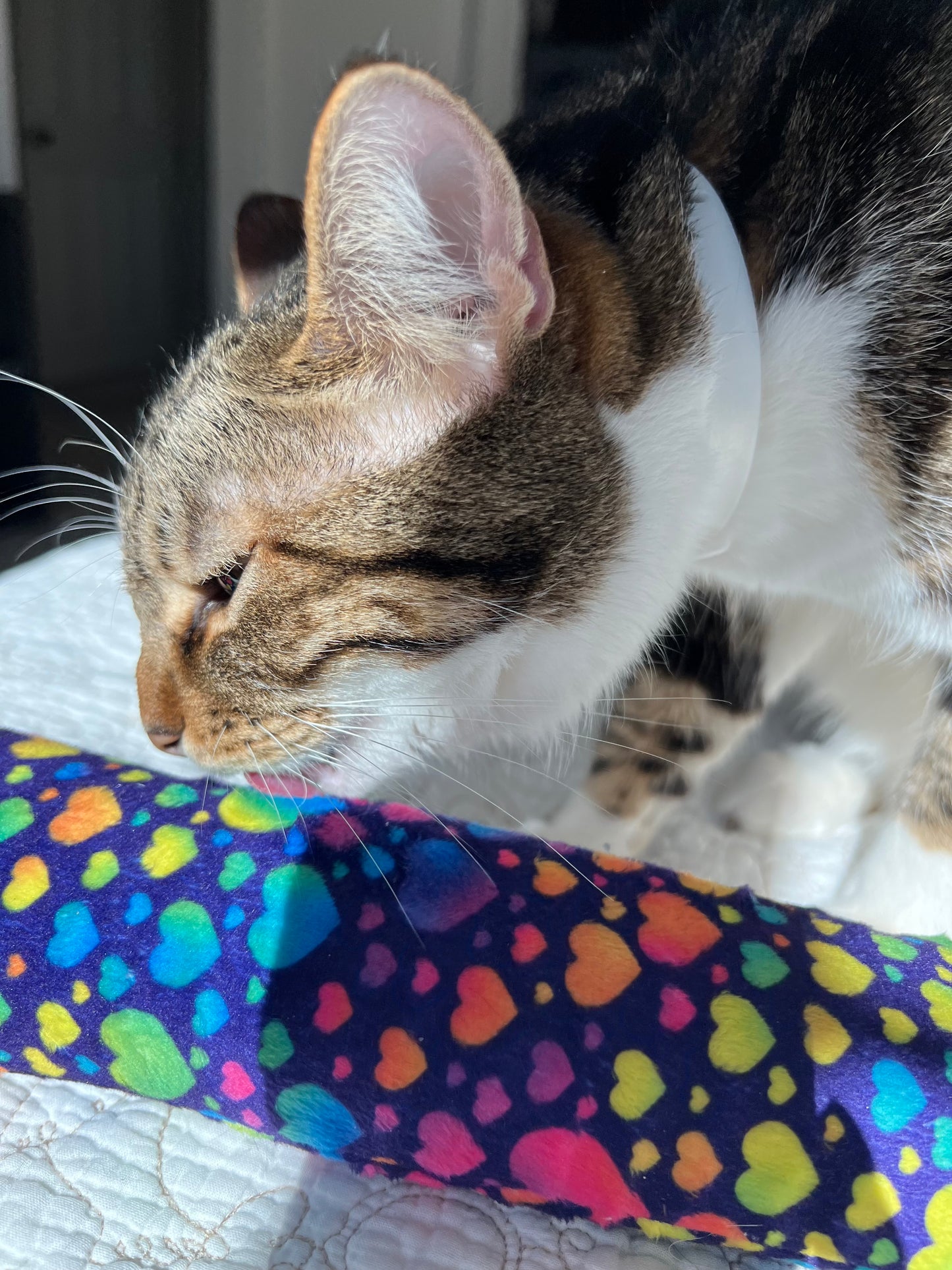 Fringe Frenzy XL 100 Proof Silvervine & Catnip Kicker - Assorted Prints