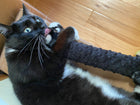 Happy Hours of Fun Catnip & Silvervine Kicker - Black