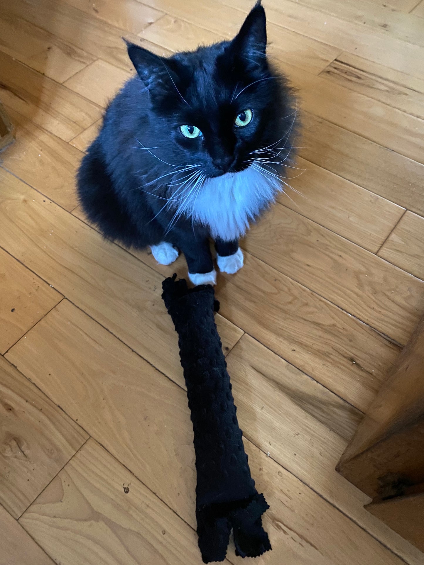 Fringe Frenzy XL 100 Proof Silvervine & Catnip Kicker - Assorted Solid Colors