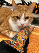 Day of the Dead Orange Catnip, Silvervine & Crunch Kicker