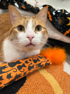 Whimsical Orange Cats Catnip, Silvervine & Crunch Kicker with Marabou
