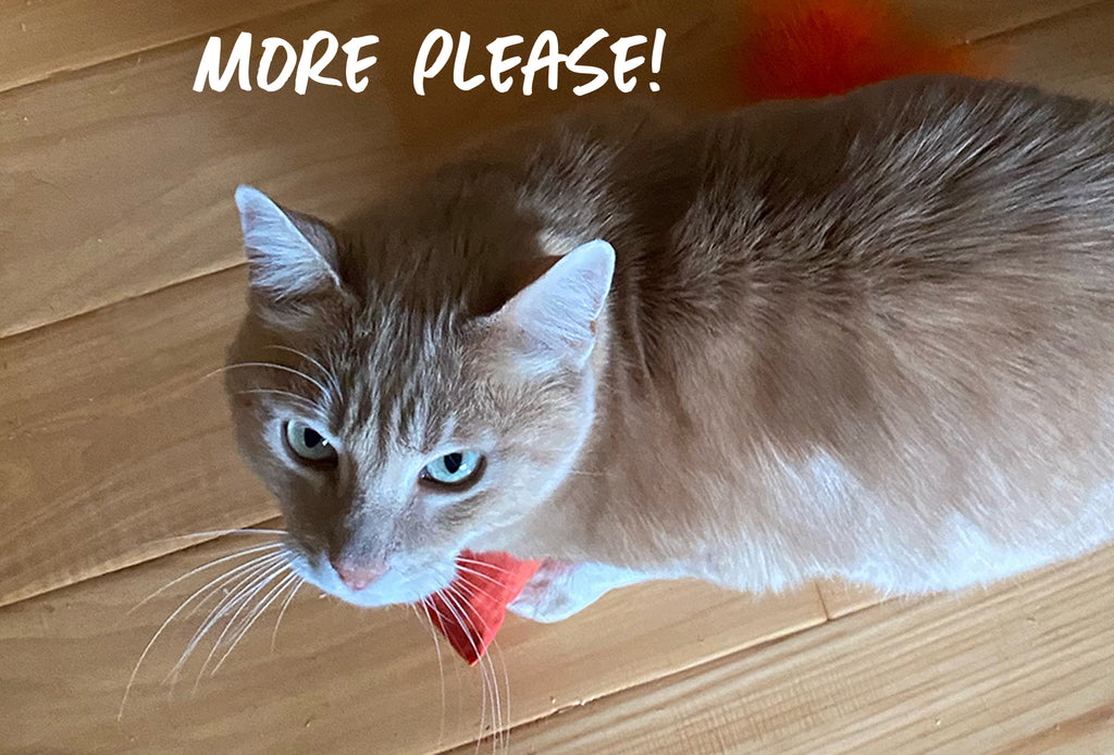 Please Cat