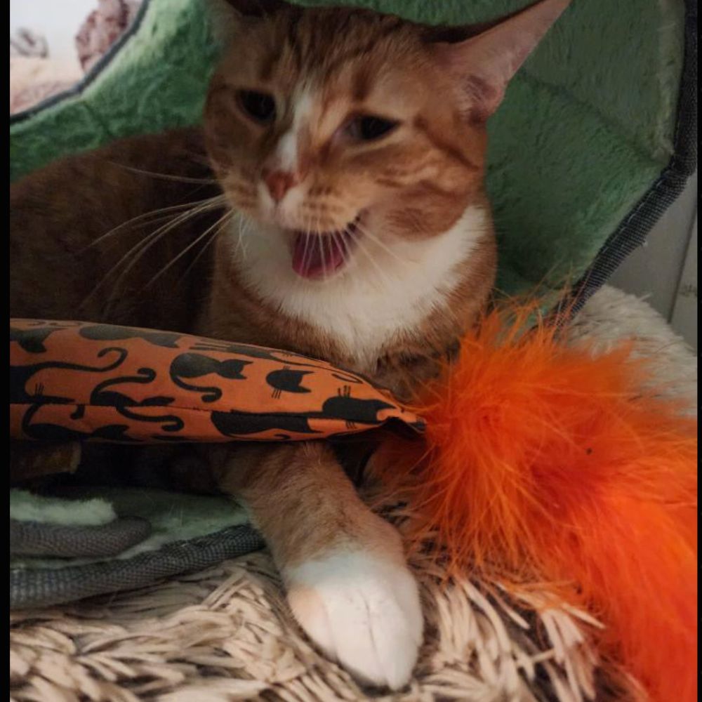 Crunch Crazy Silvervine & Catnip Feather Kickers