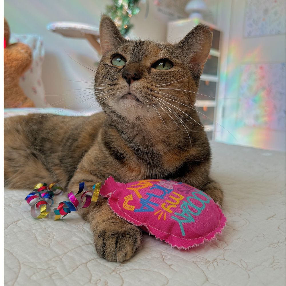 Crunch & Carry 100 Proof Silvervine & Catnip Gotcha Day Balloons with Streamers