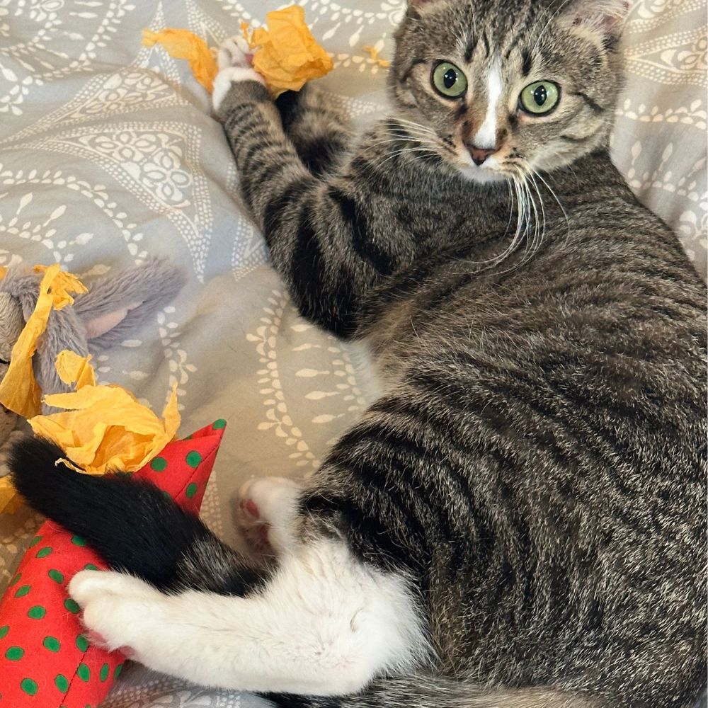 Holiday Crunch Crazy Silvervine & Catnip Kickers