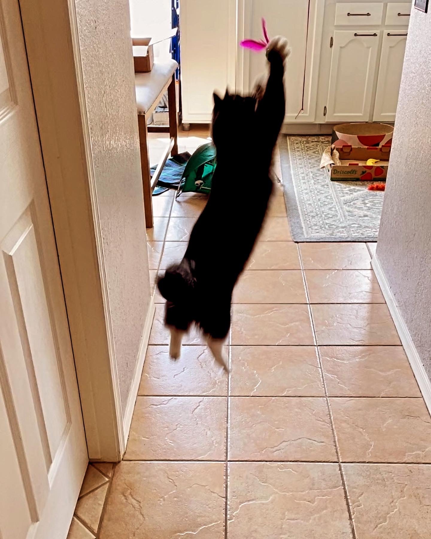 Bouncing Birdies Ultimate Bouncing Feather Toys