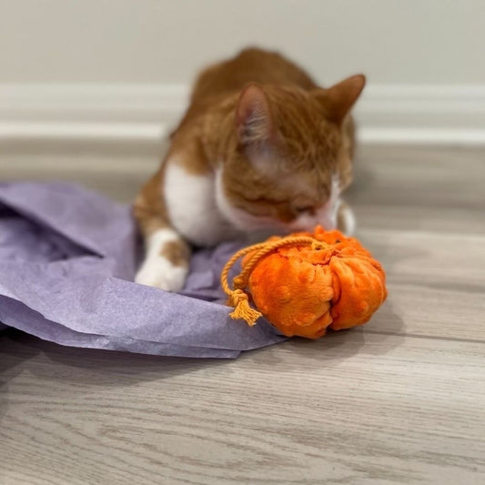 NEW! Meowloween Pumpkin Patch (Coming Soon)