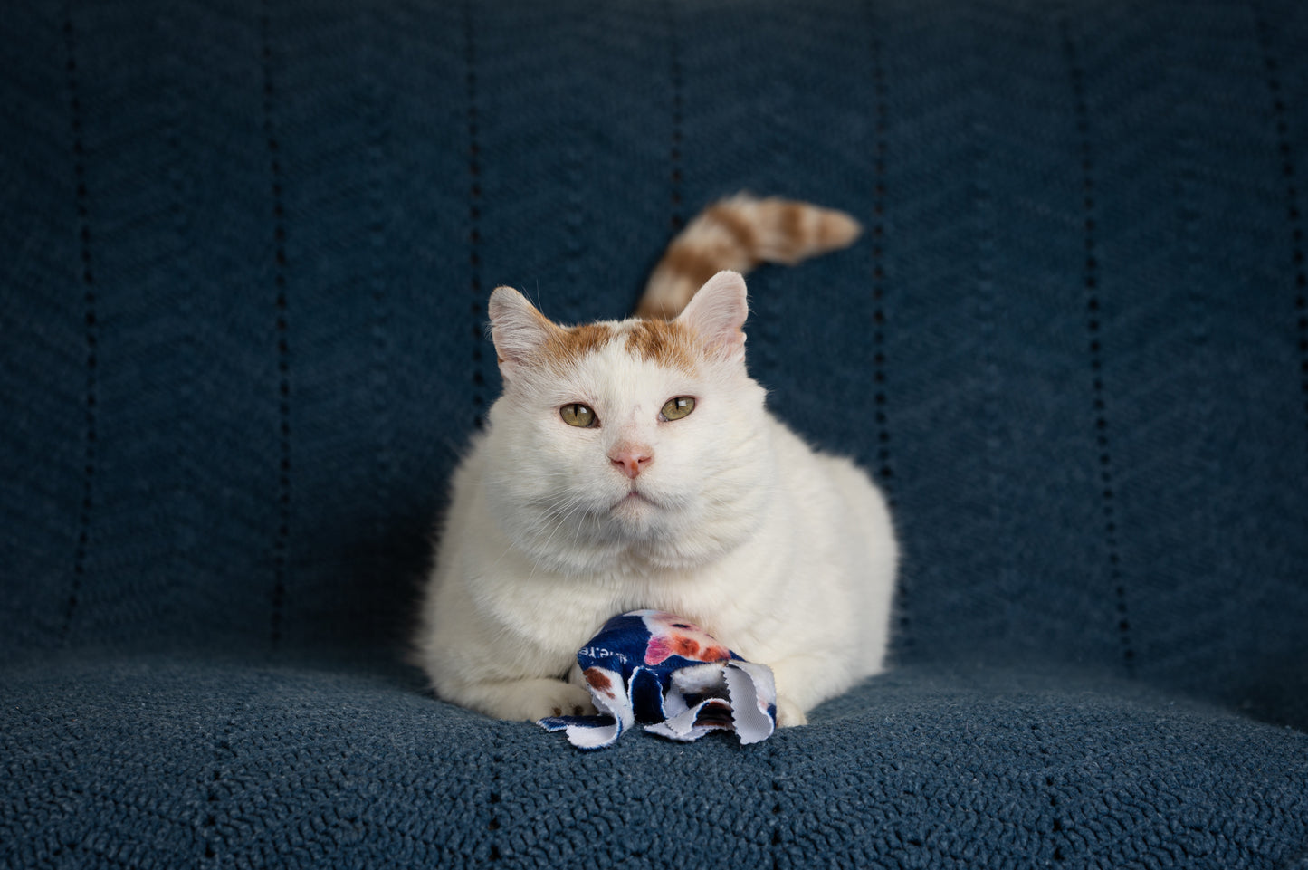 GUS 360 Degree Totally Me Catnip & Silvervine Kicker - Deep Blue