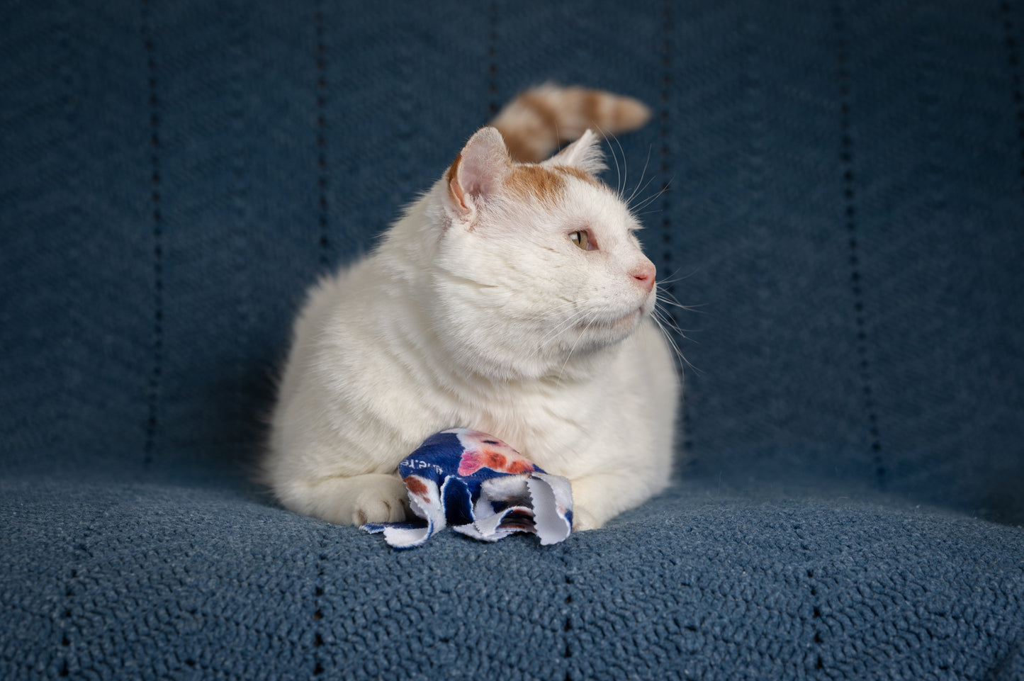 GUS 360 Degree Totally Me Catnip & Silvervine Kicker - Deep Blue